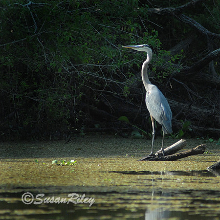 Great Blue Heron