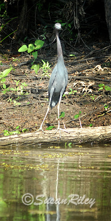 Little blue Heron