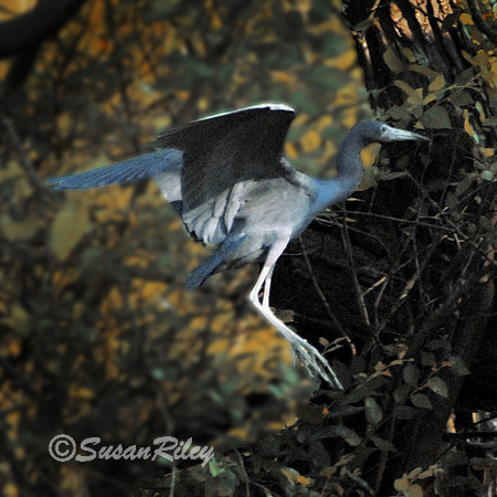 Great Blue Heron
