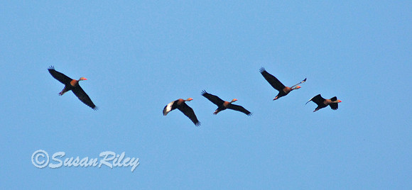 Black Bellied Whistling Ducks