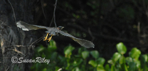 Tri Colored Heron