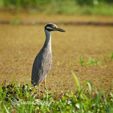 Yellow Crowned Night Heron