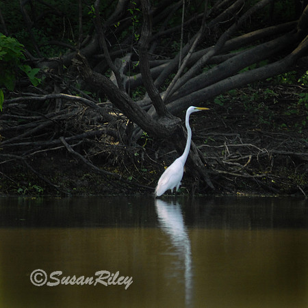Great Egret