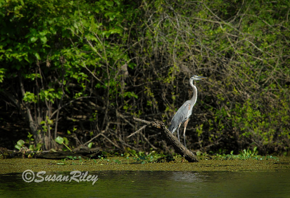 Great Blue Heron