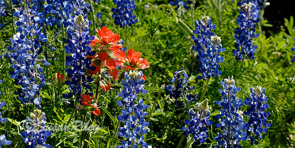 Bluebonnets and Indian Paintbrush