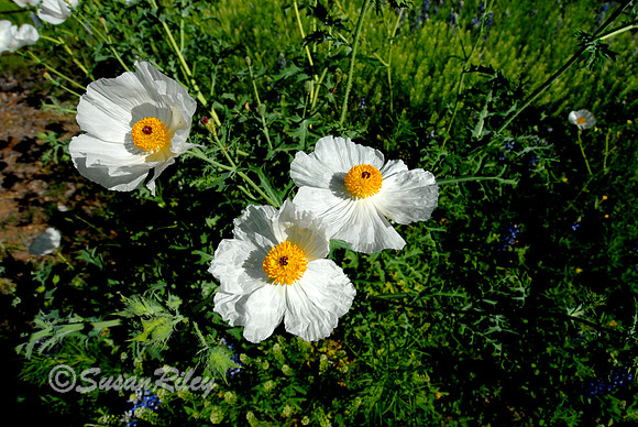 DSC_0035