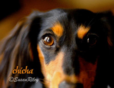 chicha 2