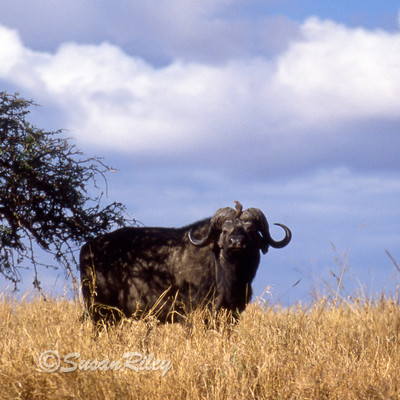 CapeBuffalo3