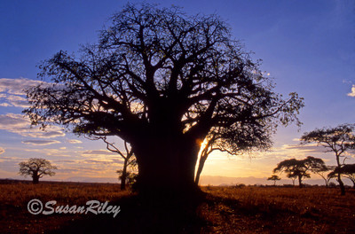 Baobab