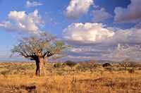 Baobab#3