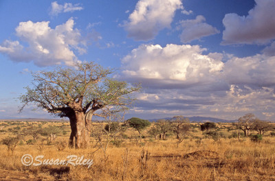 Baobab#3