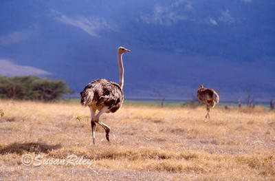 Ostrich#1