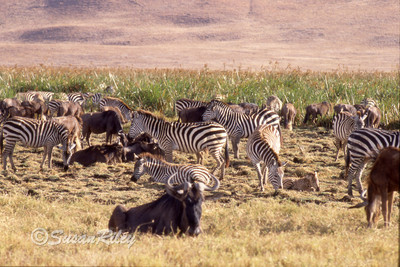 Zebras#2
