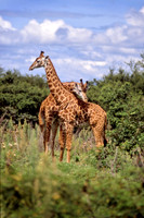 two giraffs