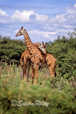 two giraffs