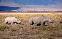 black rhinos