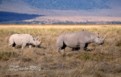 black rhinos