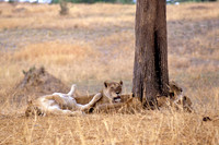 lions#1