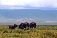Three Elephants