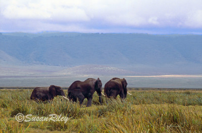 Three Elephants
