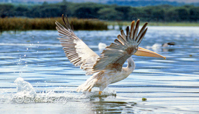 pelican landing