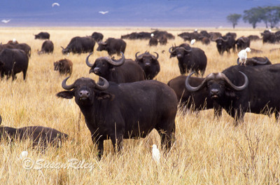 Cape Buffalo