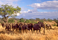 Herd