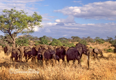 Herd