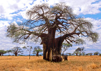 Baobab-elephants#2