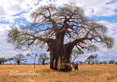 Baobab-elephants#2