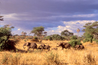 Elephants#1b