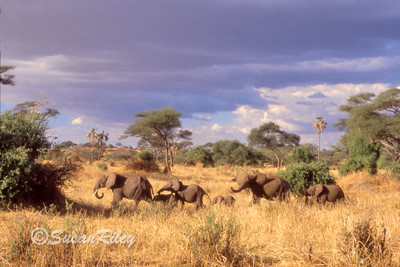 Elephants#1b