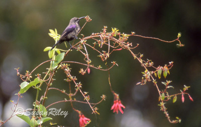 honeysucker