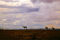impala#1b