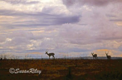 impala#1b
