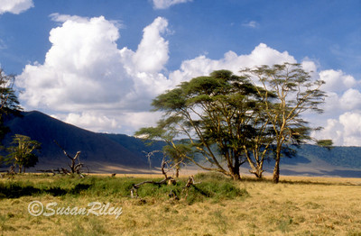 crater rim#1