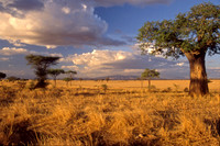 Golden prairie