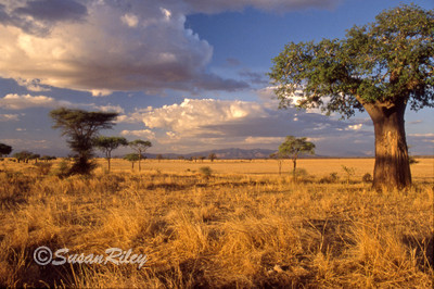 Golden prairie