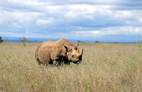 rhino#1