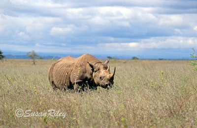 rhino#1