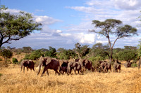 Herd#2