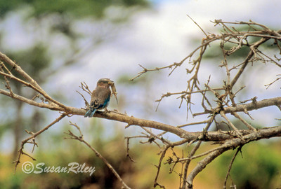 lilac breasted roller