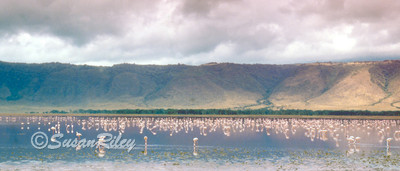 Flamingos2