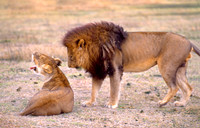 two lions