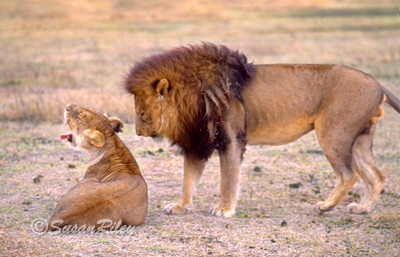 two lions