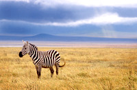 zebra#3c