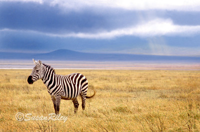 zebra#3c