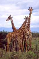 3 giraffes