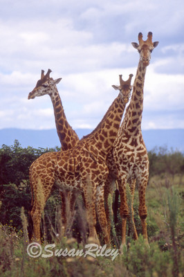 3 giraffes