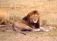 king